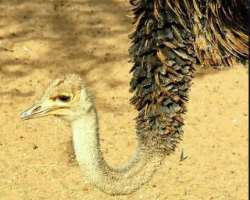 It was declared as an Important Bird Area by BirdLife International. It is home to about 165 species of birds, 40 species of mammals, 18 species of re